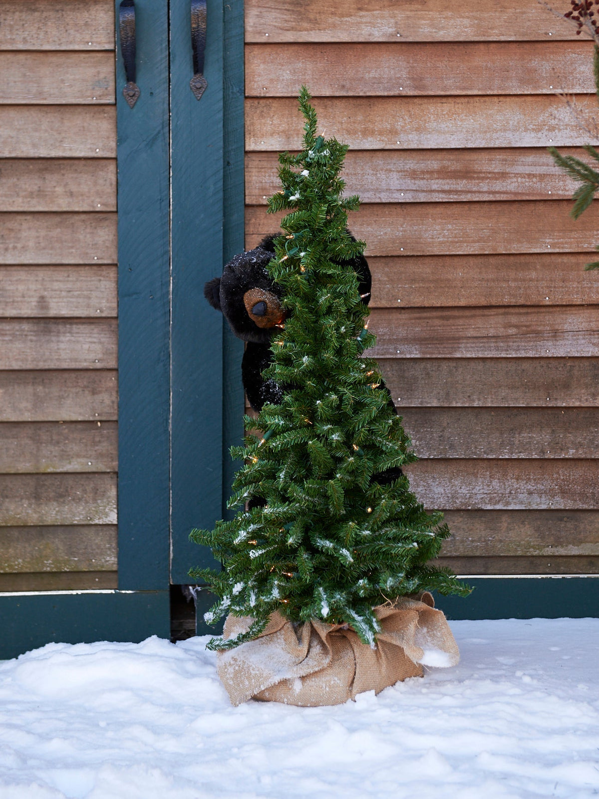 Pine Tree Black Bear